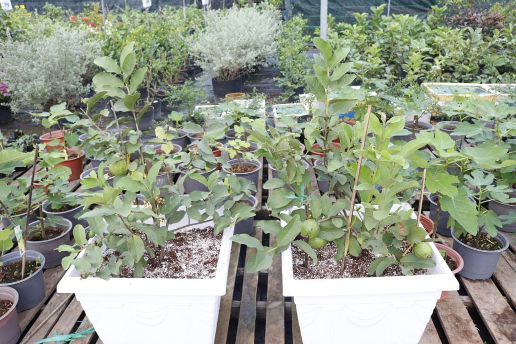 Cách trồng cây ổi trên sân thượng cho năng suất cao - QKH Garden