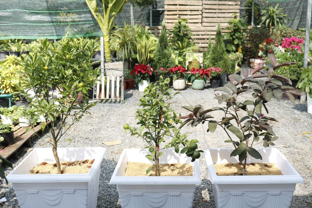 Cách trồng cây ổi trên sân thượng cho năng suất cao - QKH Garden
