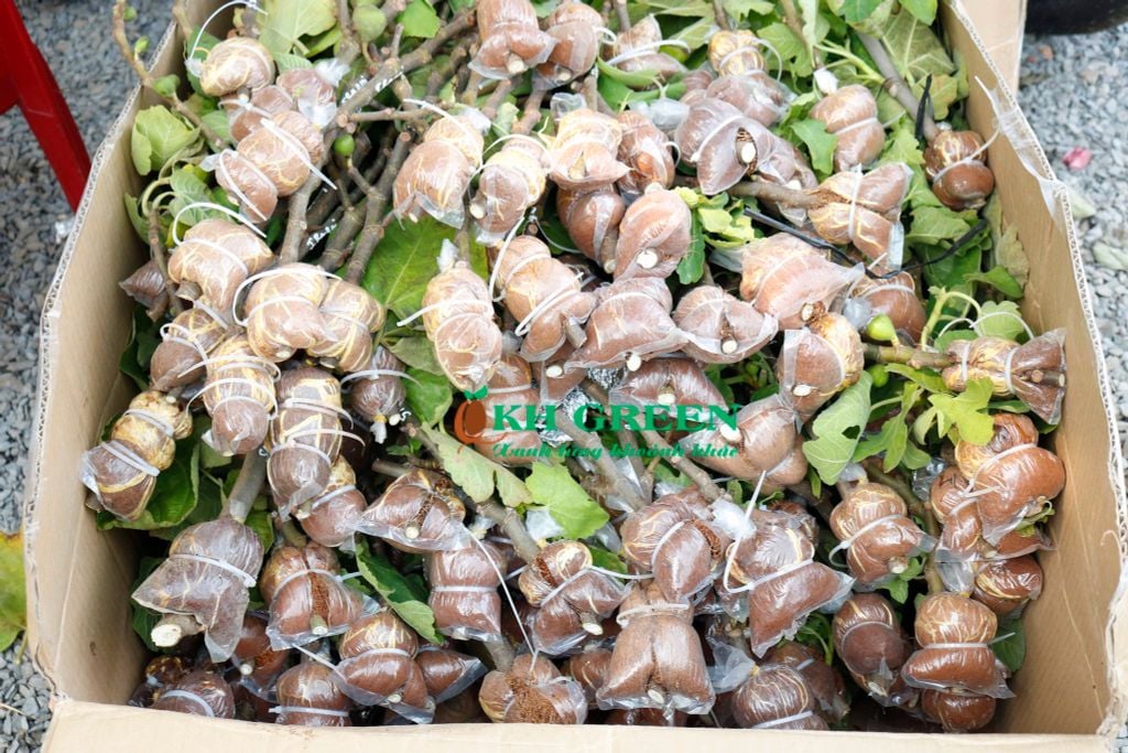 Cành chiết sung mỹ mới cắt từ cây mẹ sẵn sàng để trồng