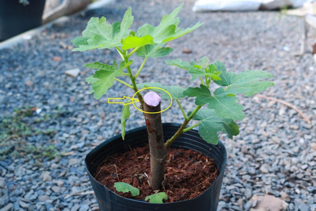 Bôi keo liền sẹo bảo vệ vết cắt sau khi chiết cành sung mỹ
