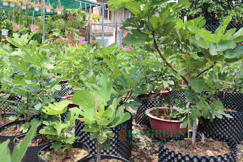 Bí kíp trồng sung mỹ trong chậu siêu quả ít người chia sẻ - QKH Garden