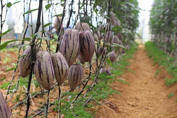 Dưa pepino tím là gì?