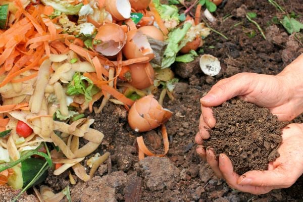 Bạn có tin rằng vỏ trứng có thể làm phân bón cho cây?