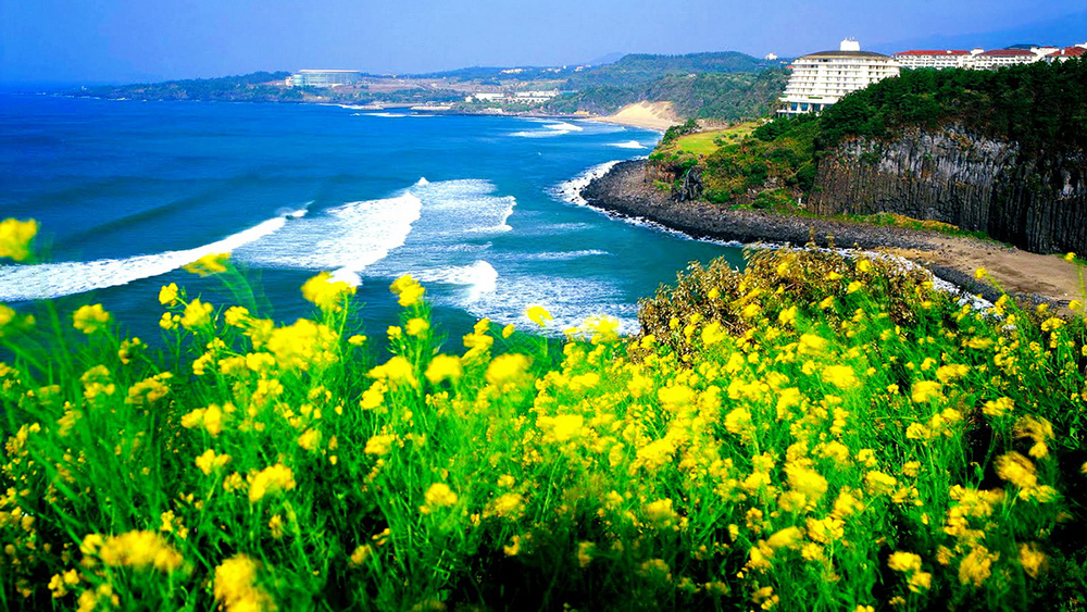 Đảo jeju Hàn Quốc