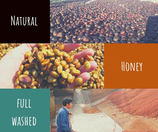 Các phương pháp sơ chế cà phê phổ biến nhất hiện nay