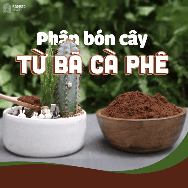DÙNG BÃ CÀ PHÊ LÀM PHÂN BÓN RAU SẠCH