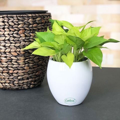 Tại sao? các nhà khoa học Mỹ khuyên nên trồng ít nhất 1 chậu cây trầu bà trong nhà