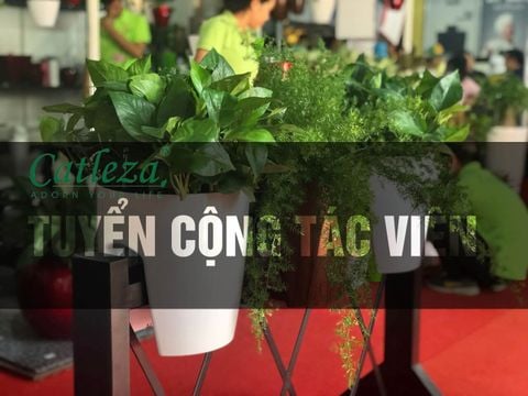 Chính sách cộng tác viên