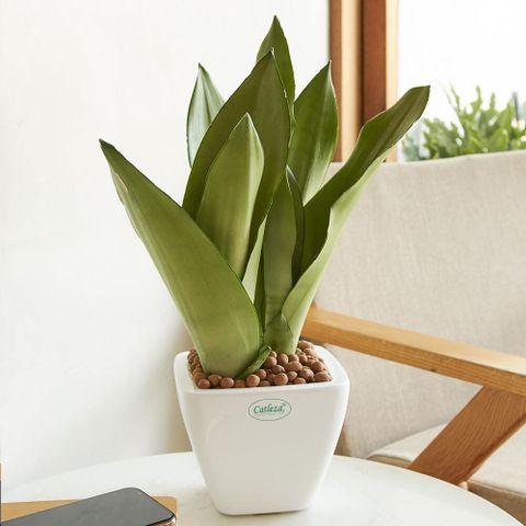 Cây cảnh để bàn nhanh héo, dễ cằn cỗi “Mách bạn mẹo chăm sóc để chậu cây mãi xanh tốt, sống bền đẹp”.