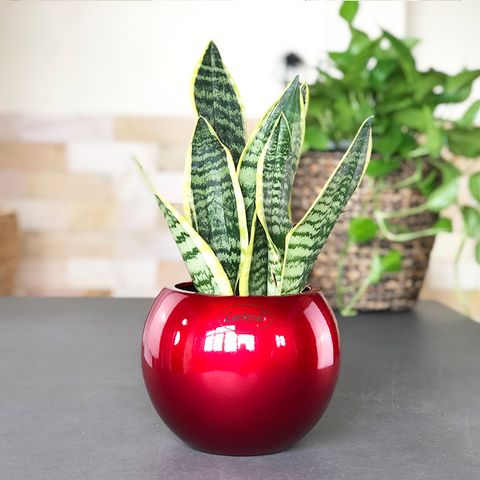 NHỮNG LỢI ÍCH KHI TRỒNG CÂY XANH TRONG NHÀ