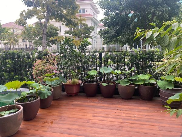 Chậu đất đen và hoa sen nhà khách khu Sala Quận 2