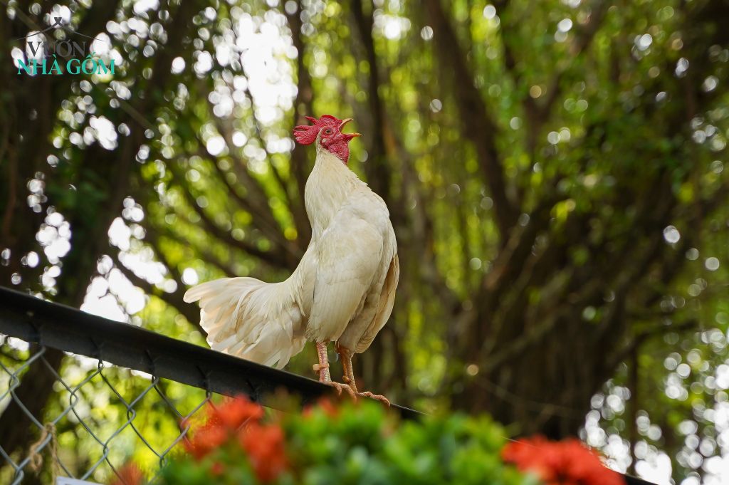 Gà gáy chào ngày mới rộn ràng tại không gian 1.800m2 có gốm