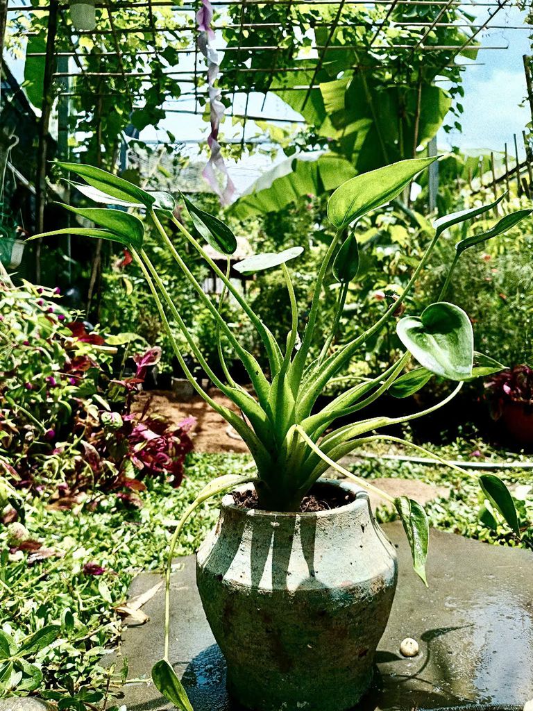 Vườn gặp Vườn – Đúng là có duyên