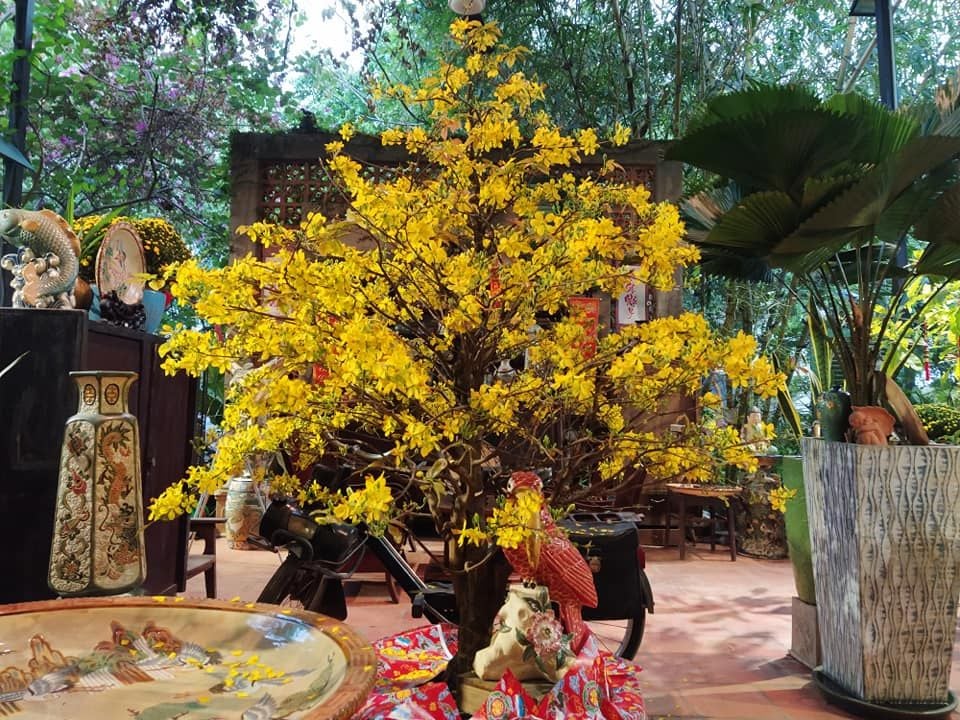 Tản mạn ngày 25 Tết, hoa mai nở vàng nắng thơm tại Vườn Nhà Gốm Lái Thiêu