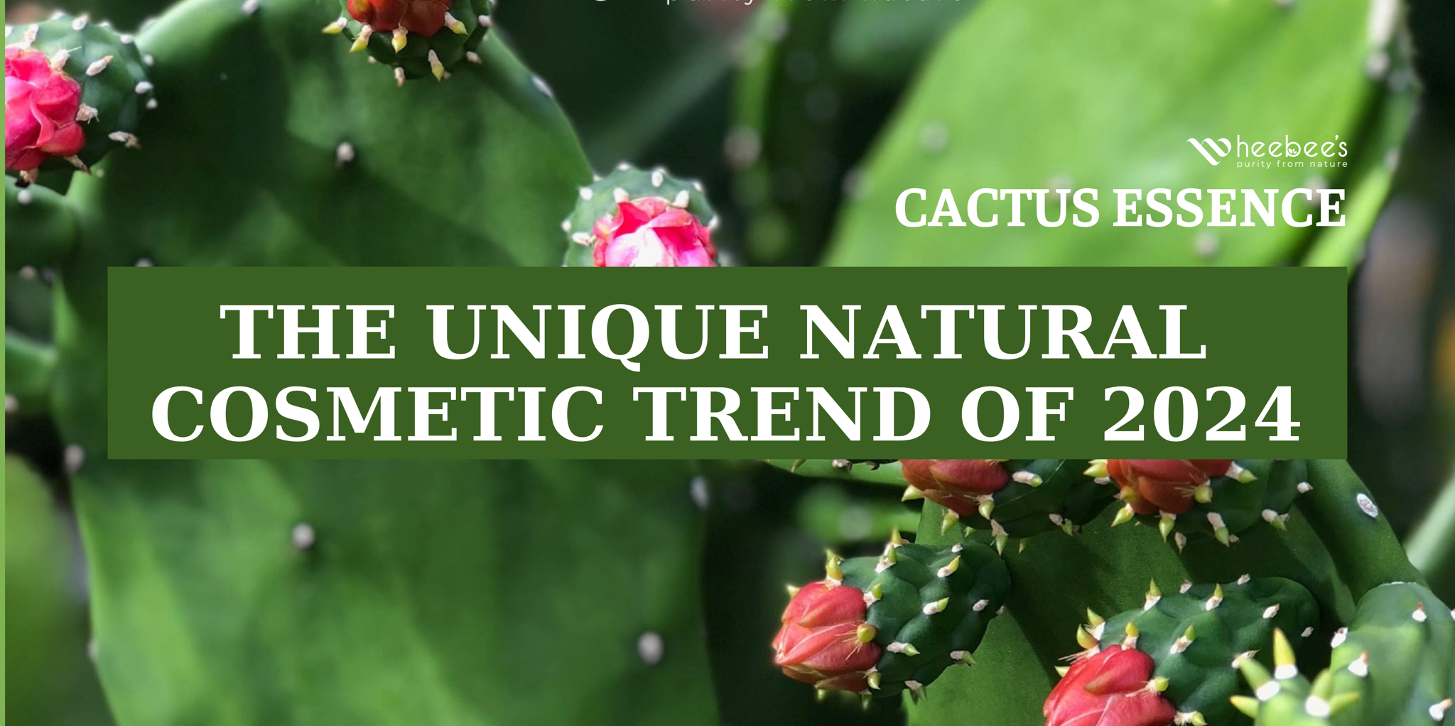 Cactus Essence – The Unique Natural Cosmetic Trend of 2024 Cactus Essence – The Unique Natural Cosmetic Trend of 2024