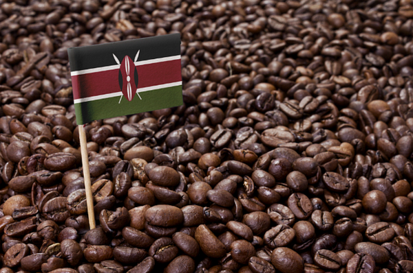 THAIYEN giới thiệu hạt cafe Kenya Sangalai AB