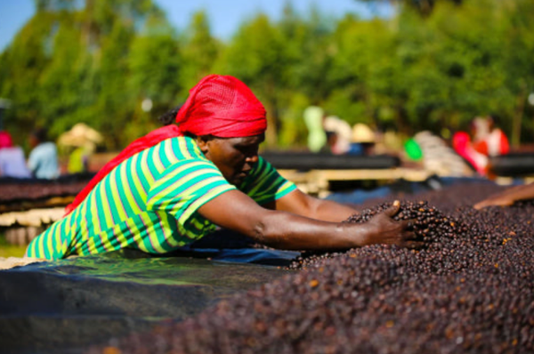 THAIYEN giới thiệu hạt cafe Ethiopia Sidama Rumudamo