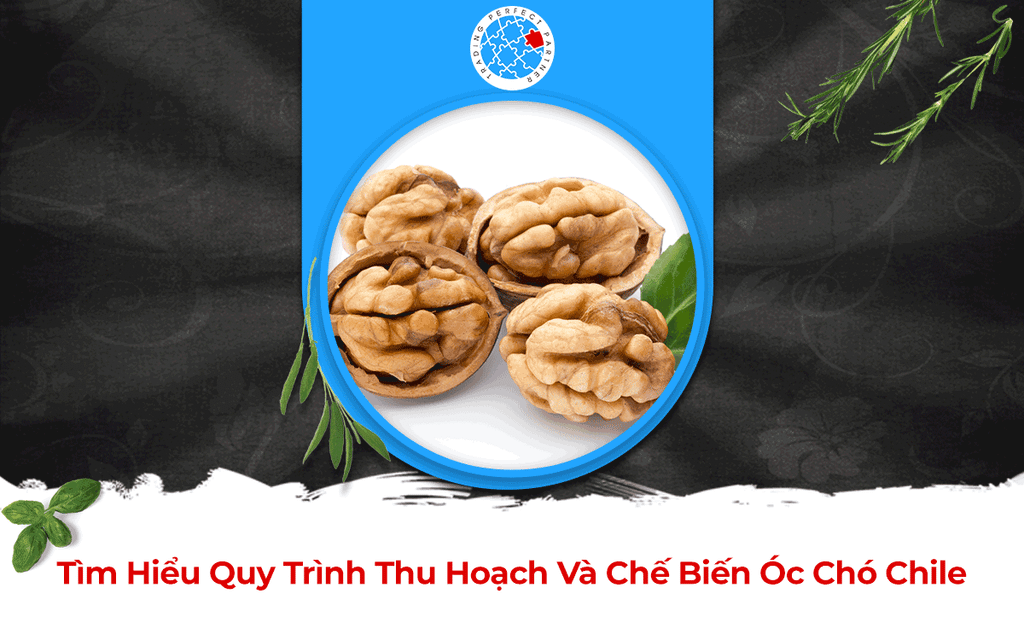 Tìm Hiểu Quy Trình Thu Hoạch Và Chế Biến Óc Chó Chile