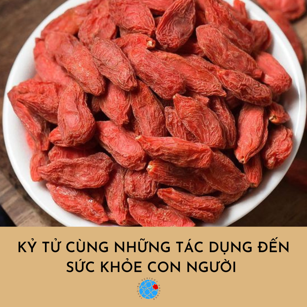 Kỷ Tử cùng những tác dụng đến sức khỏe con người