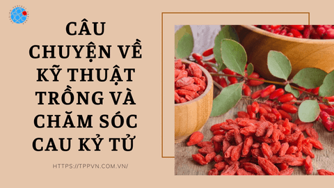 Câu chuyện về kỹ thuật trồng và chăm sóc cau Kỷ Tử