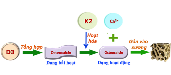 vitamin k1 va k2