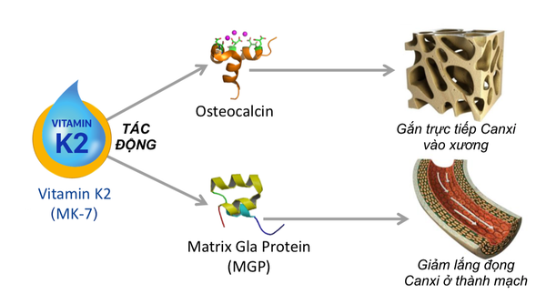 vitamin k2 tang chieu cao