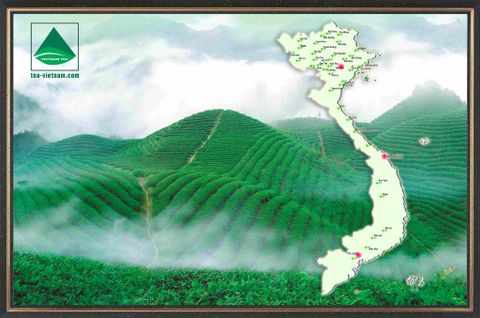 GIỚI THIỆU VỀ CÁC VÙNG CHÈ VIỆT NAM 2: Vùng nguyên liệu Chè Thái Nguyên và Phú Thọ.
