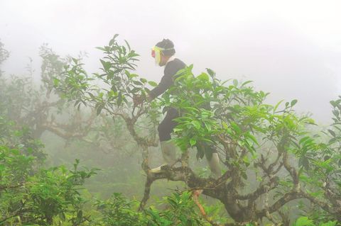 Du xuân vào miền trà sương khói