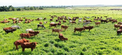 [Tin tức] Nông dân chuyển từ nuôi bò thịt sang bò sinh sản