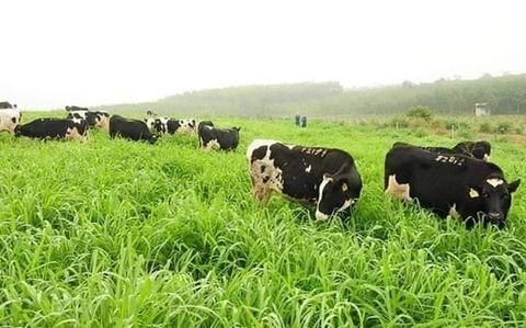 Kỹ thuật trồng và chăm sóc các giống cỏ chăn nuôi tốt nhất hiện nay (Phần 1)