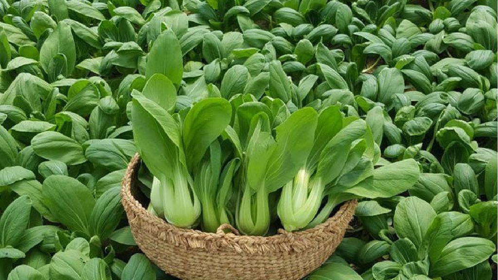 KỸ THUẬT TRỒNG CÁC LOẠI RAU CẢI – Công ty TNHH Sản Xuất Thương Mại Fam ...