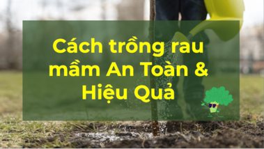 Hướng dẫn trồng rau mầm an toàn và nhanh thu hoạch