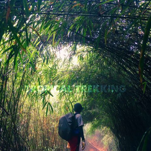 ĐIỀU GÌ SẼ XẢY RA KHI BẠN ĐANG TREKKING Ở GIỮA RỪNG THẲM?