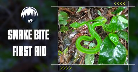 HOW TO SURVIVE A SNAKEBITE IN THE FOREST