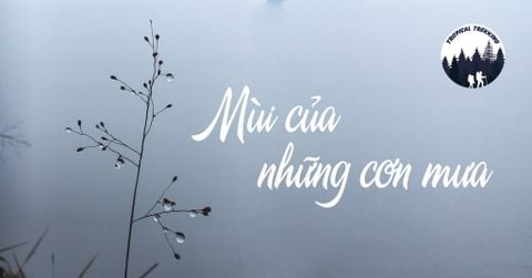 MÙI HƯƠNG CỦA TRÁI ĐẤT SAU KHI TRỜI ĐỔ MƯA