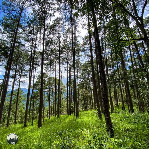 TODAY WE TALK ABOUT THE LUNG OF THE EARTH - THE FOREST
