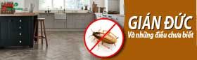 Loài gián Đức và những điều chưa biết