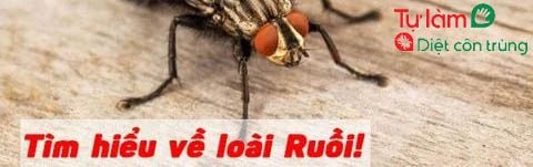 Tìm hiểu về ruồi cùng Tự làm diệt côn trùng