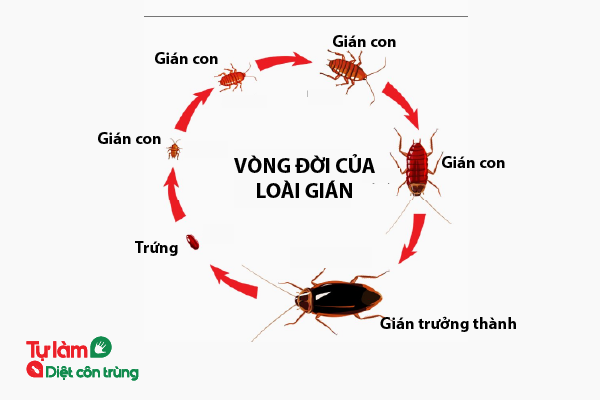 diệt gian trong nhà và chung cư