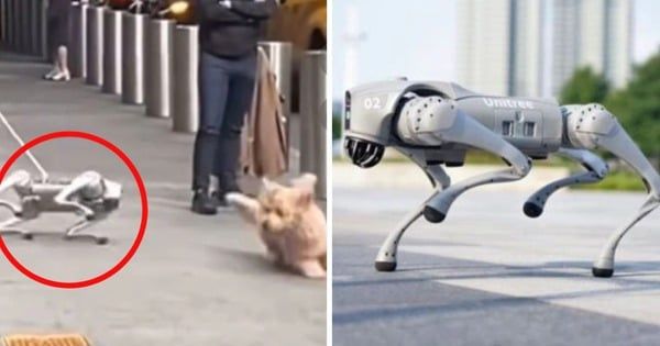 Nghề Dắt Chó: Nhu Cầu Trên Thị Trường Tăng Cao