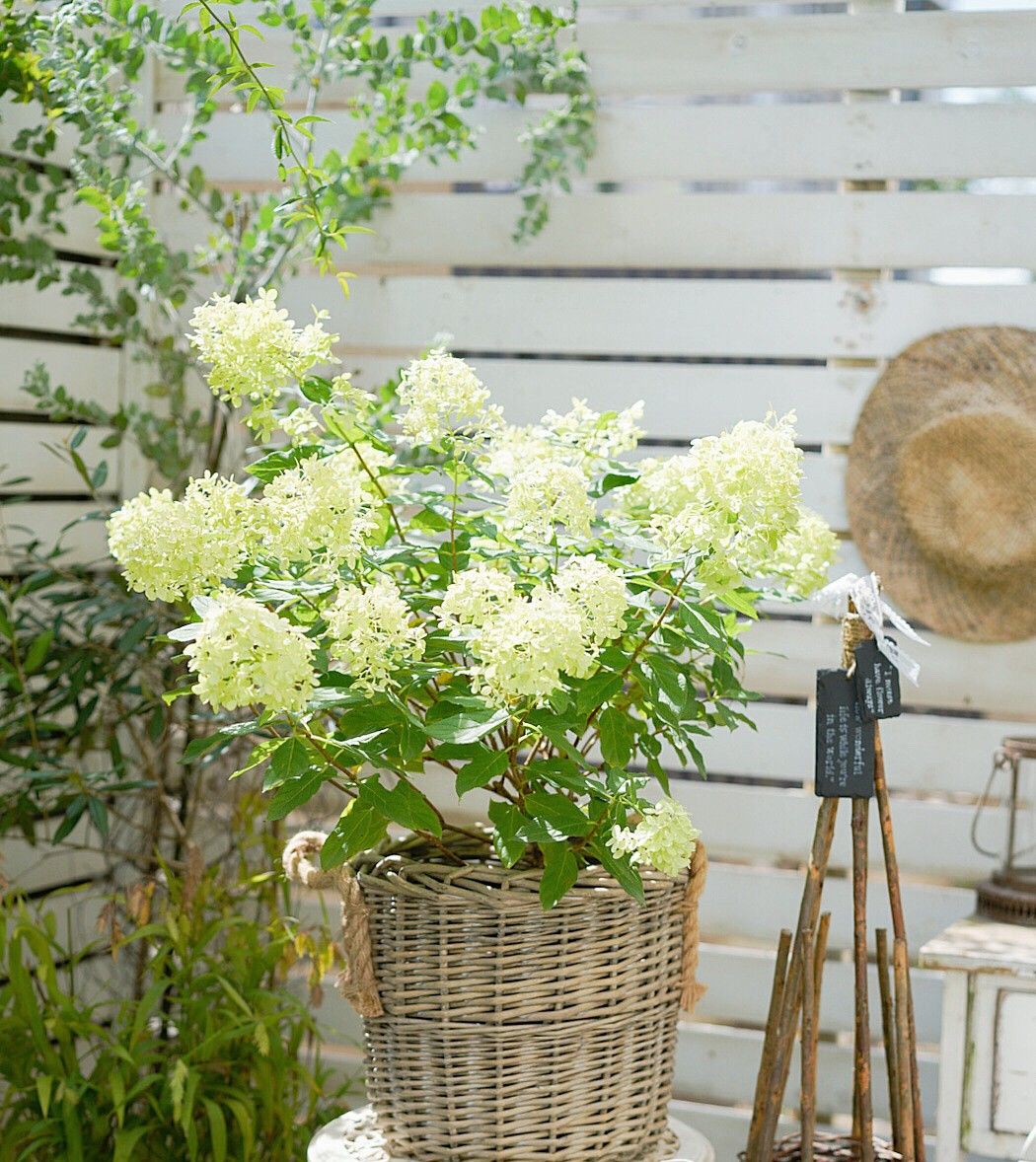 Khu Vườn Rau Trái Trên Sân Thượng: Nguồn Cung Thực Phẩm Chính Cho Gia Đình