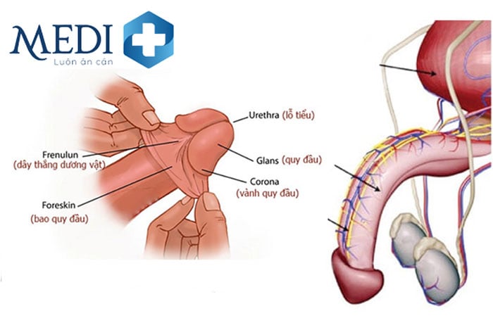 Rối Loạn Tâm Thần Ám Ảnh Kích Thước Dương Vật: Nguyên Nhân, Triệu Chứng và Giải Pháp
