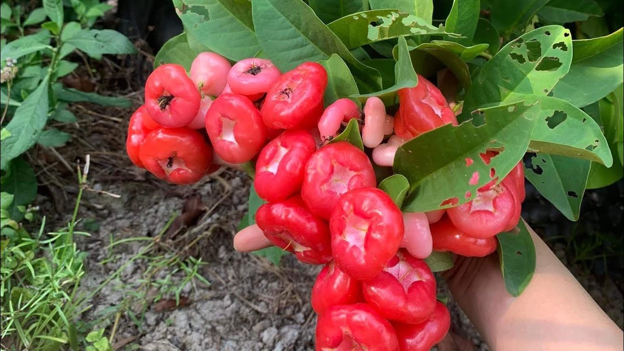 Mẹo Giữ Việt Quất Tươi Ngon Suốt Mùa Hè