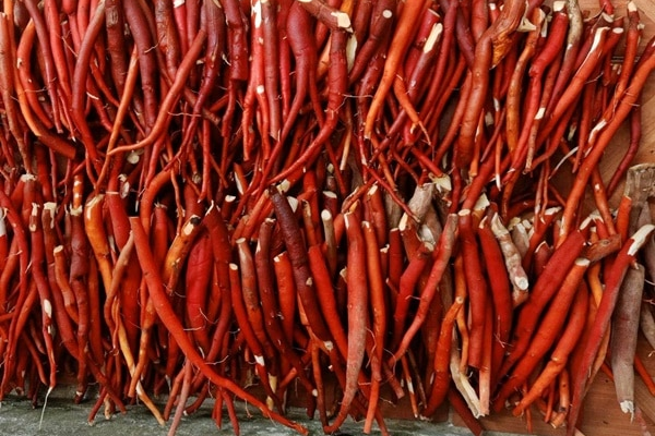 Ngâm Sâm Cau Tươi Hay Khô Lựa Chọn Nào Phù Hợp Với Bạn Trong 2025?