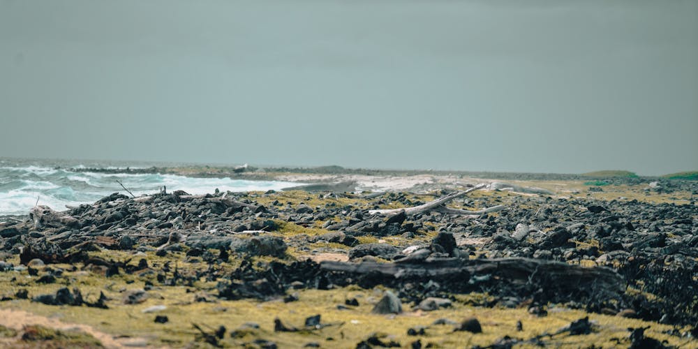 Gạo Lứt Ông Thọ - Hương Vị Truyền Thống và Lợi Ích Sức Khỏe Đáng Kể