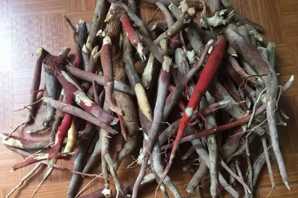 Sâm Cau Đen Tươi Báu Vật Quý Hiếm Của Rừng Việt Nam 2025