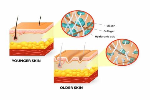 Elastin là gì? collagen và elastin có vai trò gì trong da?