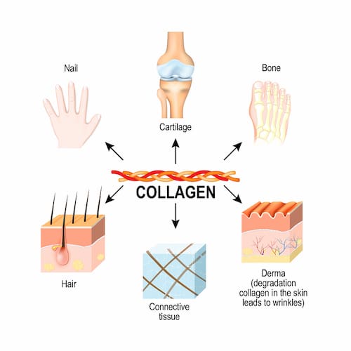 Tác dụng của collagen