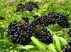 Elderberry (Elderberries) là gì