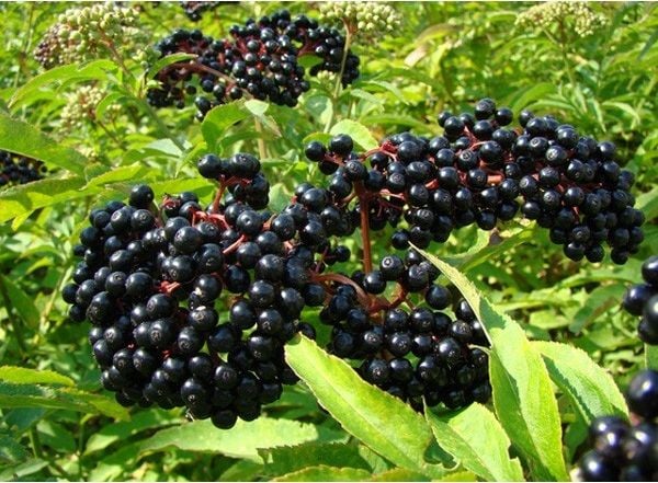 Elderberry (Elderberries) Là Gì – Công Ty Cổ Phần Dinh Dưỡng Fidinest